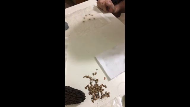 Manolya ağacı tohum Çimleme zamanı ( Magnolias from Seed ) смотреть онлайн