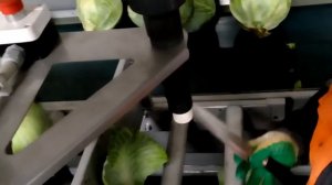 Линия подготовки капусты