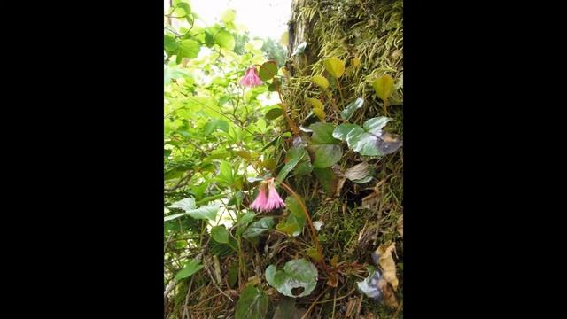ШИЗОКОДОНЫ  (SCHIZOCODON)  сем. Диапенсиевые