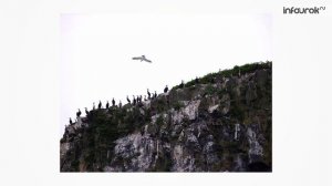 Русские на шестом континенте