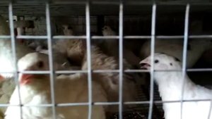 Содержание перепелов в гараже .#перепелки #перепелиное_яйцо #мясоперепелки #гараж #птицеводство