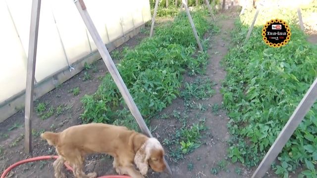 Расхламление на даче / Жара, мошкара, прополка / Купила петунии. смотреть онлайн