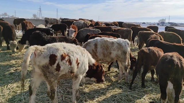 мал базар бука уй(дача суу поворот оптом) 02,12,2020 смотреть онлайн