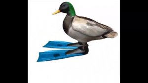 Утка в ластах крутится под дориме 1 час