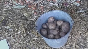 Картофель сорта Жуковский ранний: от посылки до сбора урожая.