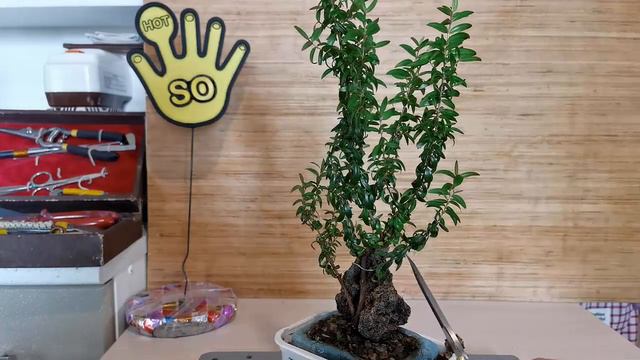 БОНСАЙ из МИРТА часть 3 формировка смотреть онлайн