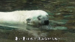 ホッキョクグマのツヨシ！フワモフ美人さんになられる（シロクマ）? よこはま動物園ズーラシア