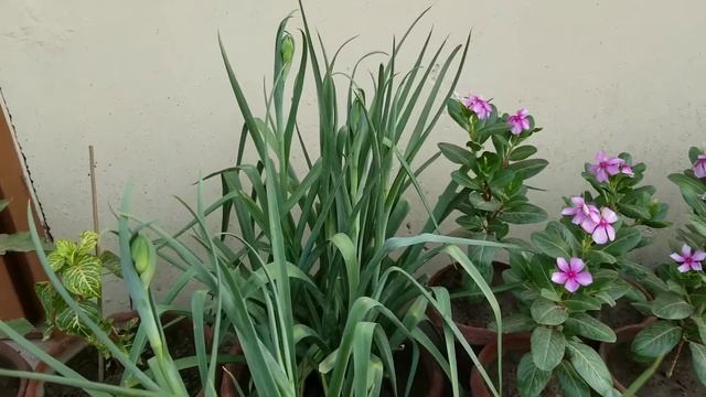 How to get Tons of Flowers Spikes in #Tuberose with Care and Fertilizer Tips | Rajnigandha bulbs смотреть онлайн