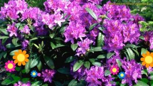 Рододендрон гибридный Либретто. Краткий обзор, описание характеристик rhododendron Libretto