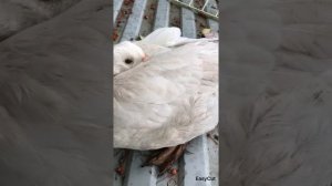 Лечение опухоли  у гуся