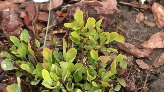 Как без особых проблем создать декоративный сад? Неприхотливые кустарники спиреи весной в моем саду смотреть онлайн