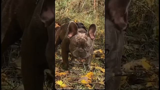 ФРАНЦУЗСКИЙ БУЛЬДОГ 4мес/10 мес ?? смотреть онлайн