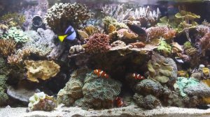 Обалденный релакс! Морской коралловый аквариум.