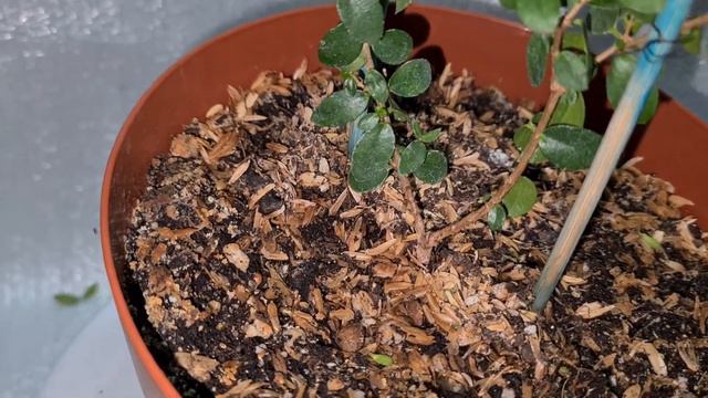 Мирцеевгения 7 (обрезка) смотреть онлайн