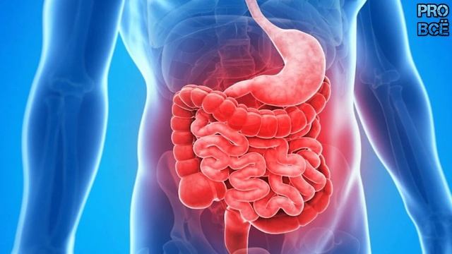 Может ли лопнуть переполненный желудок, если нет рвотного рефлекса? смотреть онлайн