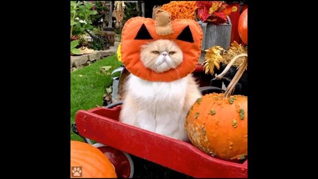 HALLOWEEN WITCHES FOR BOOOO смотреть онлайн