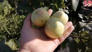 Сорт яблони Абориген. Зимостойкие яблони.