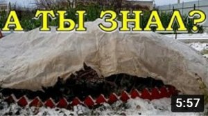 Укрываем розарий.. СУПЕР- СПОСОБ укоренения черенков под зиму???