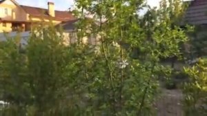 Понцирус трифолиата в Азове