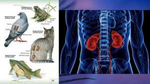 §13 "Выделение", Биология 6 класс, Сивоглазов