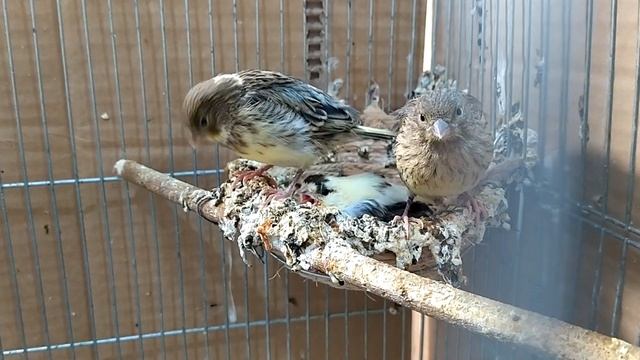 Разведение канареек в холодном помещении. Продолжение смотреть онлайн