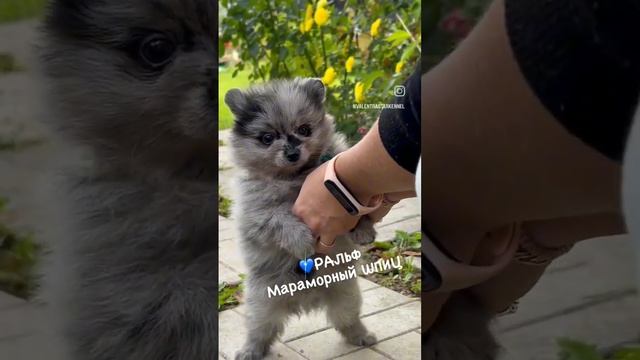 Мраморный ШПИЦ #купитьщенка #puppy #щенок #шпицмерле #shpitz #чихуахуа #купитьшпица #минишпиц #шпиц