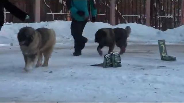 Кавказские овчарки, Сравнение на Лучшию суку. смотреть онлайн