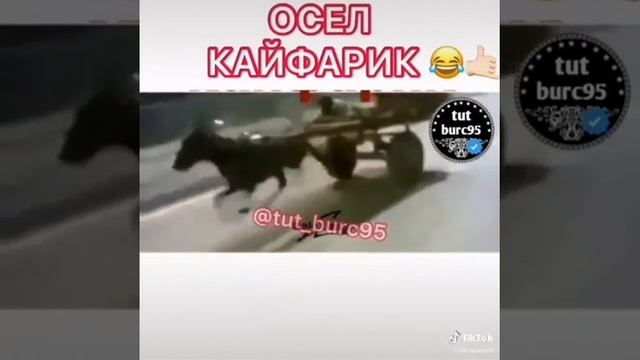 Пушка осёл смотреть онлайн