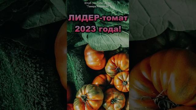 Я В ШОКЕ! ЛИДЕР-томат 2023 года! Скорее посейте этот сорт помидор! в 2023 году! #shorts #садоводств смотреть онлайн