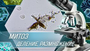 МИТОЗ (деление, размножение) ОДНОКЛЕТОЧНЫХ ПОД МИКРОСКОПОМ - ВЕСЬ ЦИКЛ ДЕЛЕНИЯ за 7 минут.
