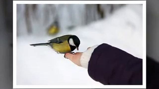 Покормите птиц зимой! смотреть онлайн