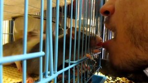 Крысята "съели" Росса, или не суйте нос в клетку! (Fancy Rats | Декоративные Крысы)
