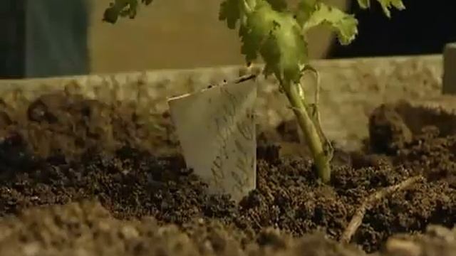 Хризантемы - деление и посадка - уДачные советы смотреть онлайн