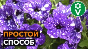 КАК ПОСЕЯТЬ ПЕТУНИЮ НА РАССАДУ
