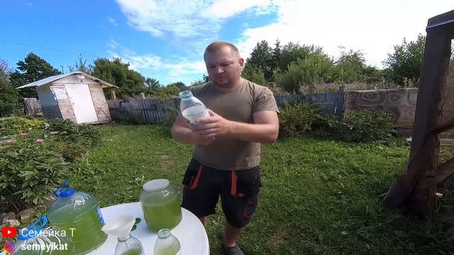 Вносим выращенную хлореллу в свой пруд на участке/Пруд в огороде на даче с рыбой и раками.