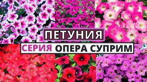 ПЕТУНИЯ серии ОПЕРА особенности выращивания