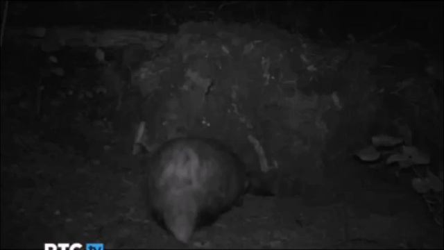 Барсуки. Заповедник "Брянский лес" смотреть онлайн