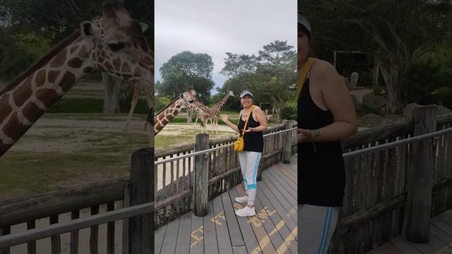 zoo Miami .Зоопарк в Майами