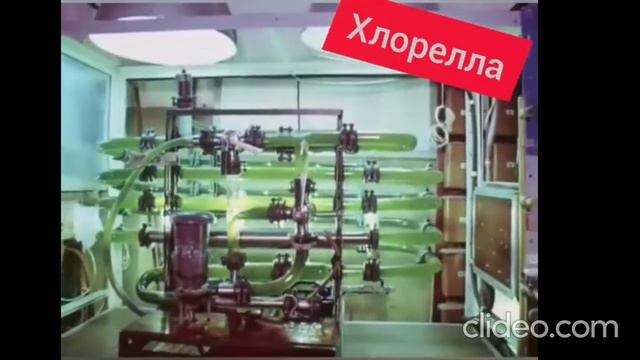 Что известно было в СССР про хлореллу смотреть онлайн