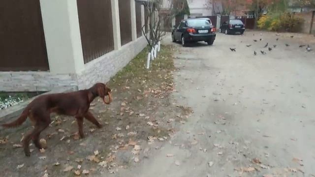 Амели. Работа в городе по голубям. смотреть онлайн