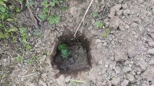 Виноград на севере подмосковья. На склоне.