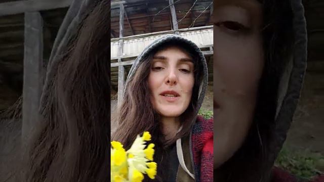 Լավագույն բնական միջոց հազի դեմ։ Գարնանածաղիկ կամ Գնարբուկ смотреть онлайн