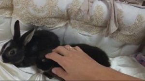 Зайчики из нашего питомника .mp4