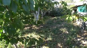 ГРАНАТ ЗАЦВЕЛ ?ОСТАЕТСЯ ДОЖДАТЬСЯ КИВИ?WE LIVE IN THE KUBAN ?
