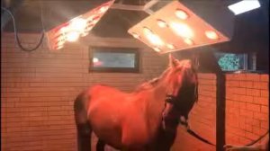 Солярии для лошадей, производитель Трамплин #horsesolarium