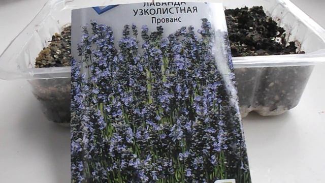 Первые всходы лаванды. Мои ошибки. Как вырастить лаванду?
