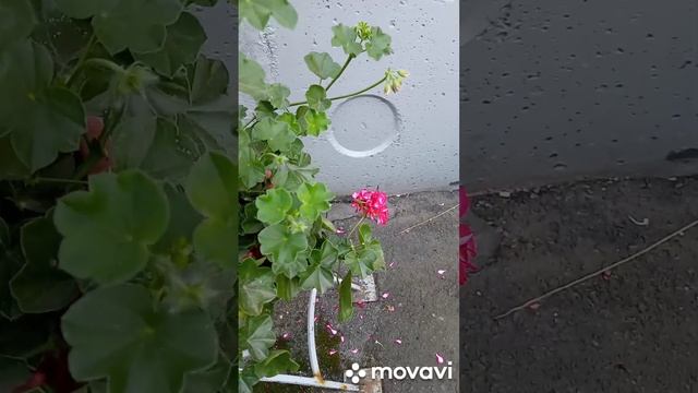 Третья волна цветения плющелистной пеларгонии на подходе!