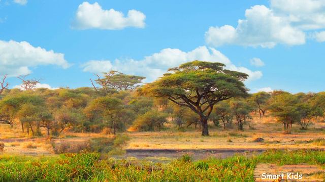 Тварини Африки  Вчимо назви та звуки тварин українською  Як говорять африканські тварини