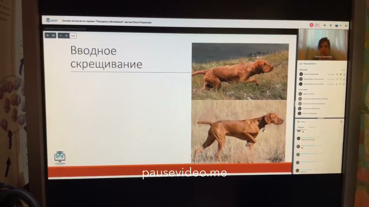 Откуда в породе непородные животные?