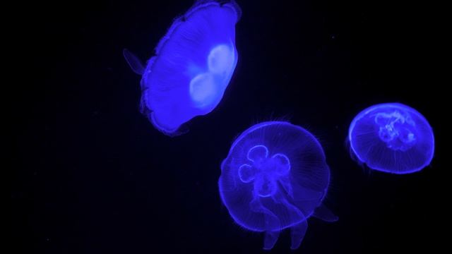 Медузы аквариум музыка релакс 203.